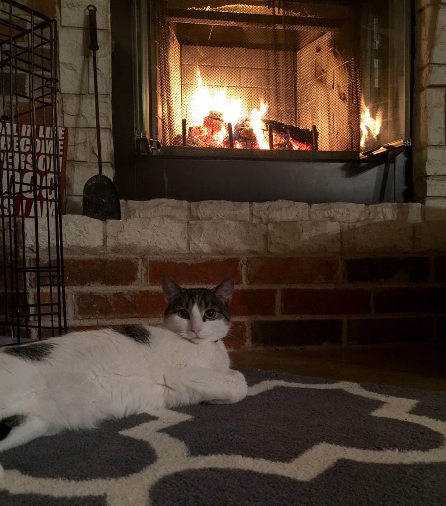 michellevw's tweet image. Little man likes the fire!  #insidecat #spoiledcat