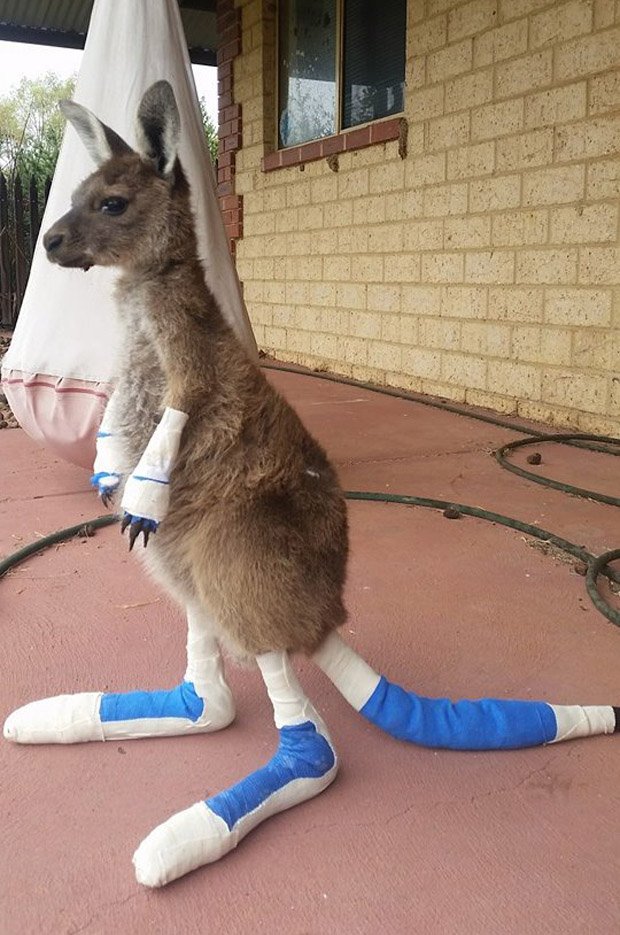 Animals Australia (@animalsaus) on Twitter photo Vets working to save animals burnt in deadly #WAfires: dailymail.co.uk/news/article-3β¦ via/ <a href="/DailyMailAU/">Daily Mail Australia</a> Vets working to save animals burnt in deadly #WAfires: dailymail.co.uk/news/article-3β¦ via/ <a href="/DailyMailAU/">Daily Mail Australia</a>