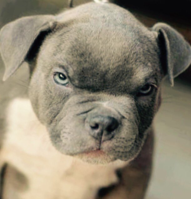 YouAreDogNow's tweet photo. .@icecube You Are Dog Now https://t.co/OCDWaajxZV