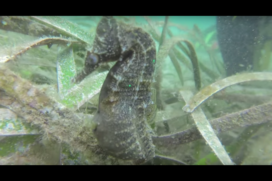 soy_502's tweet photo. Sorprendente video de caballito de mar dando a luz: https://t.co/Boi99QkOzD https://t.co/60JyBmNjXv