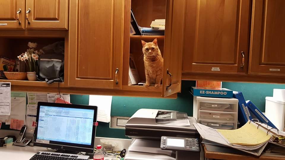 nursekaylea's tweet photo. Eddie was puking &amp; pooping hard bits. Vet &amp; I gave him SQ fluids &amp; got orders for daily miralax admin. #catnurse https://t.co/y5y4HOLMdb