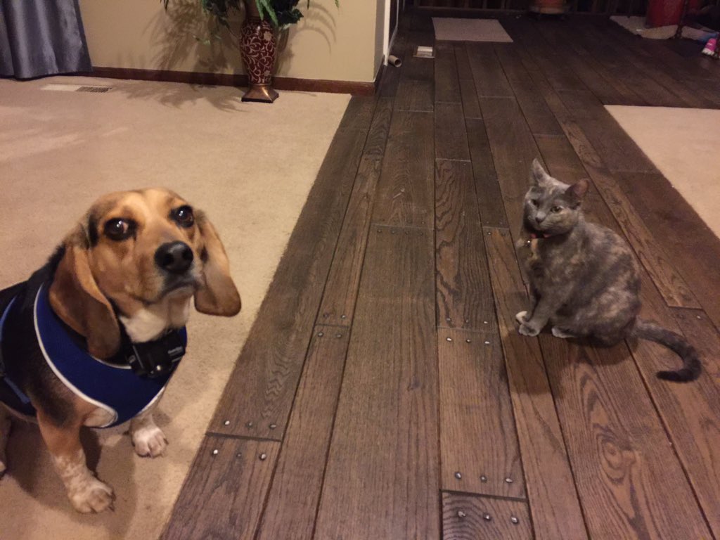 corythebeagle's tweet photo. OK, who decided to eat the toilet paper tube Celine was playing with? #notcory #pets #beagle #catproblems https://t.co/iKm6U4yzah