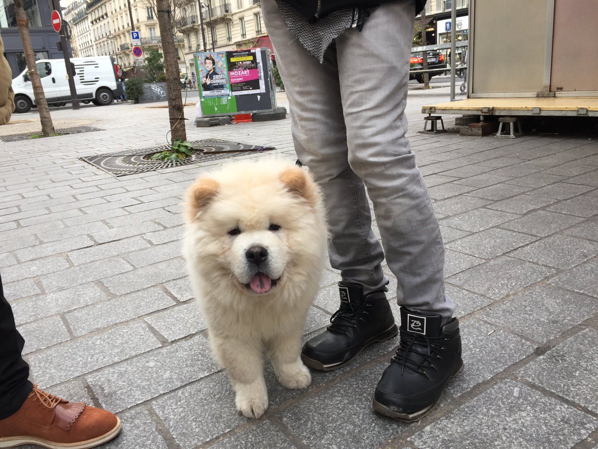 heyFatTireTours's tweet photo. oh the joys of roaming the streets of #Paris 🐶 #dogsoftwitter #paris #parisdogs https://t.co/MrbcKnPD4f