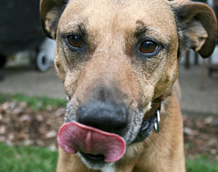 herbalxtracts's tweet photo. #CBD...in dog treats? If your dog has health issues, our products might help. Read more: https://t.co/P9tGh1WtTX https://t.co/021mEdXhmL