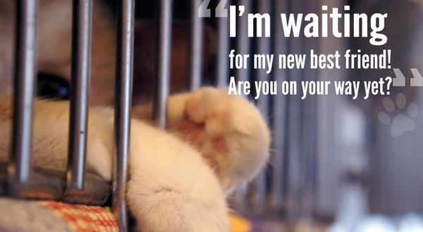 The #NYC ACC #cats &amp; #kittens are in #urgent need of fosters &amp; adopters. Free transport available to certain states!