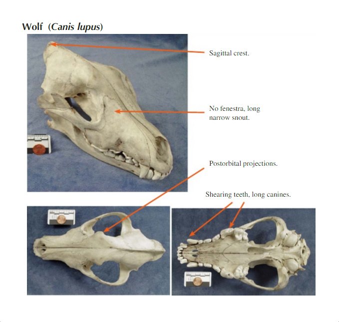 Qafzeh's tweet photo. Human and Non-Human Bone Identification ~ A Color Atlas -  by Diane L. France https://t.co/ccxbZ1bmUB https://t.co/D9KYxgdfYV
