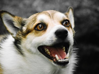 Julialoeg's tweet photo. N.Lundehound! #187.He may be unpopular, useless,and last on the list,but he's a warrior!#loserdogs #dogfail #eurodog https://t.co/vHqIjvwxvG