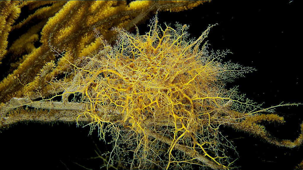 fleetscience's tweet photo. Learn about the most fascinating ocean creatures in Jean-Michel Cousteau's #SecretOcean! https://t.co/BsjqTpGN8p https://t.co/7QvKn7C1eG