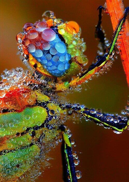 nette_go's tweet image. Dragonfly covered in dew..