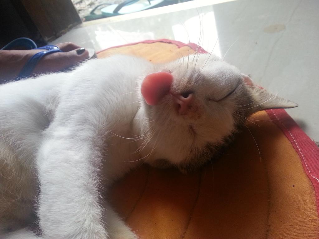 aronvirtudazo1's tweet photo. #wackycat #exhaustedcat it gaves me #goodvibes though ;) https://t.co/13an6gWZft