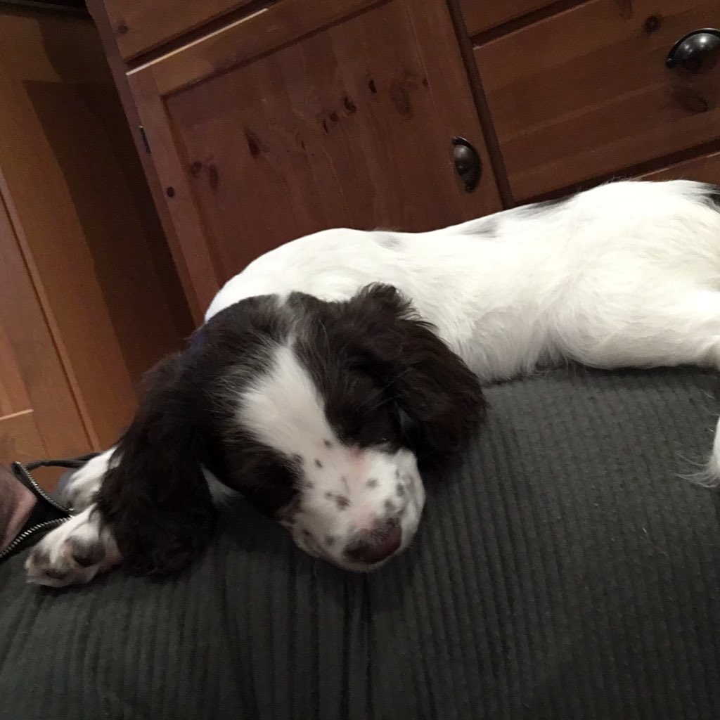 watchmysuff's tweet image. Watch the video please! It's a snoring puppy who doesn't like them! m.youtube.com/watch?v=D-XpzU…