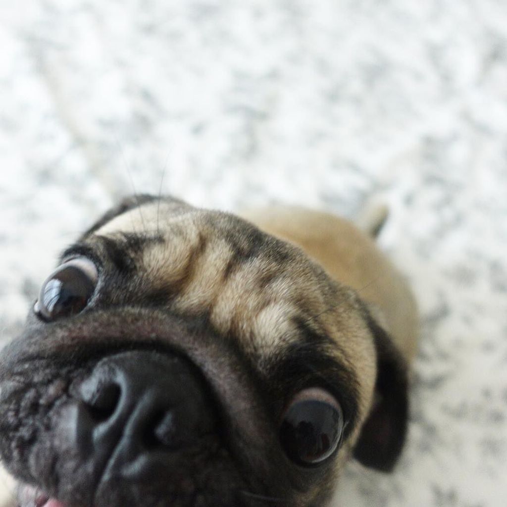 Puglee_Pug's tweet photo. 😛 #kibbysionyon #kibbythepug

#kibbysionyon #kibbythepug #dogsofinstagram #pug #pugs #puppygram #dogoftheday #pugto… https://t.co/N5ihiusCOZ
