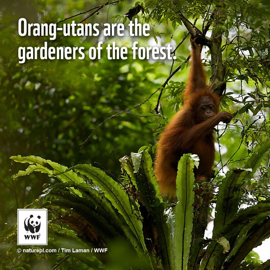 WWF_ID's tweet photo. Menjadi Pejuang untuk Kelestarian Spesies Kunci Indonesia https://t.co/9JOCIv8NdD https://t.co/NNymdiLiFj