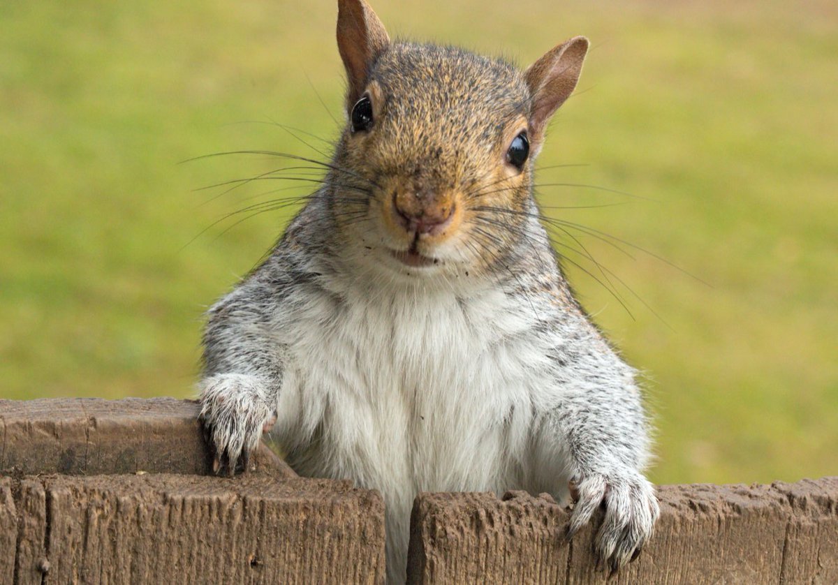eddiespike's tweet photo. Happy #SquirrelAppreciationDay!!
#SquirrelsAreCool https://t.co/zPbqMuCHRG