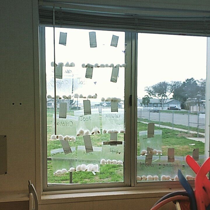 sarahouston379's tweet photo. My first graders get to watch their own Lima beans grow :) @LompocYMCA #BeCauseY #Learning https://t.co/X69AVOnFOB