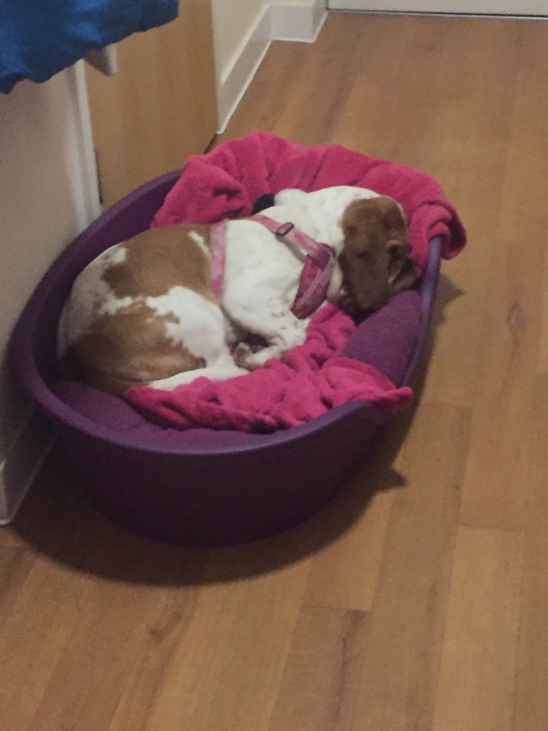 BeckybruzasVee's tweet photo. Will #think #will #have #nap #becuse #busy #day #at #doggy #day #care https://t.co/0fmBGuiRZn