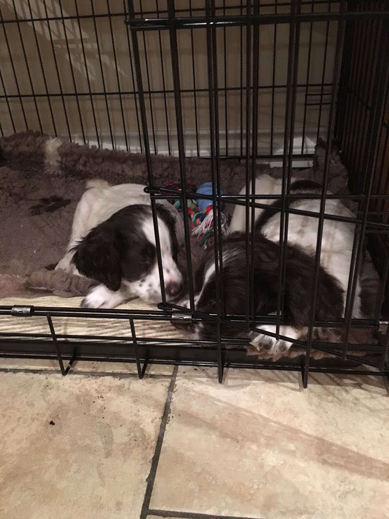 watchmysuff's tweet image. EVERYONE PLEASE CHECK OUT THE SLEEPING DOG ON YOUTUBE FOLLOW THE LINK- ITS A SNORING PUPPY!m.youtube.com/watch?v=D-XpzU…