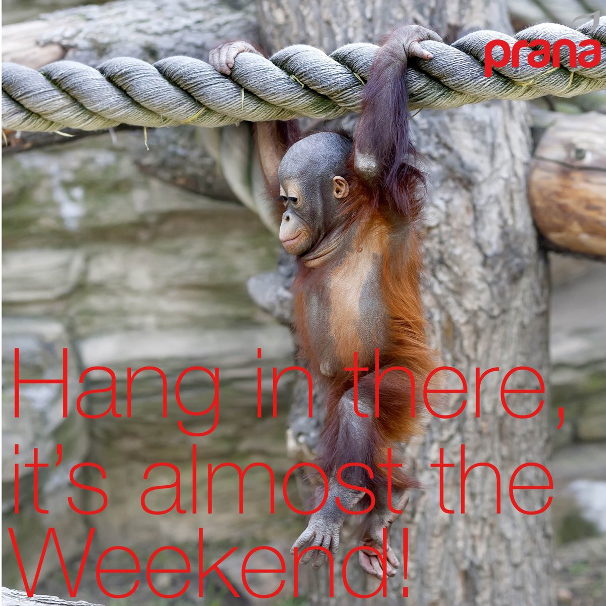 PranaCoSA's tweet photo. Hang in there, it’s almost the weekend. https://t.co/sss87p9Xao