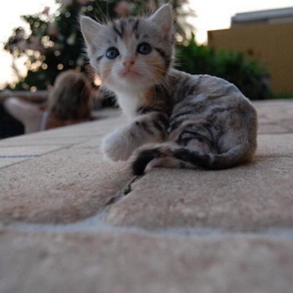 SoCuteKittens's tweet photo. Surprised tiny kitten! https://t.co/BrLvi6D5l4