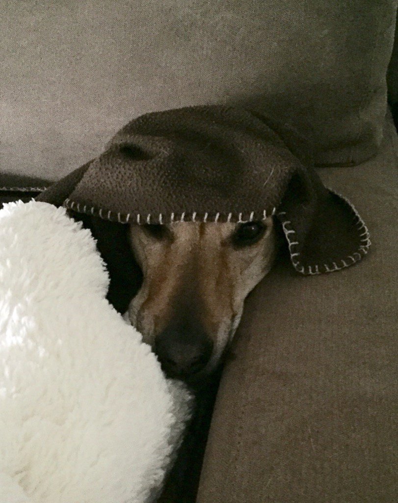 grnbullitt's tweet image. Riley's little blanket looks like a hat on her head #MissRiley