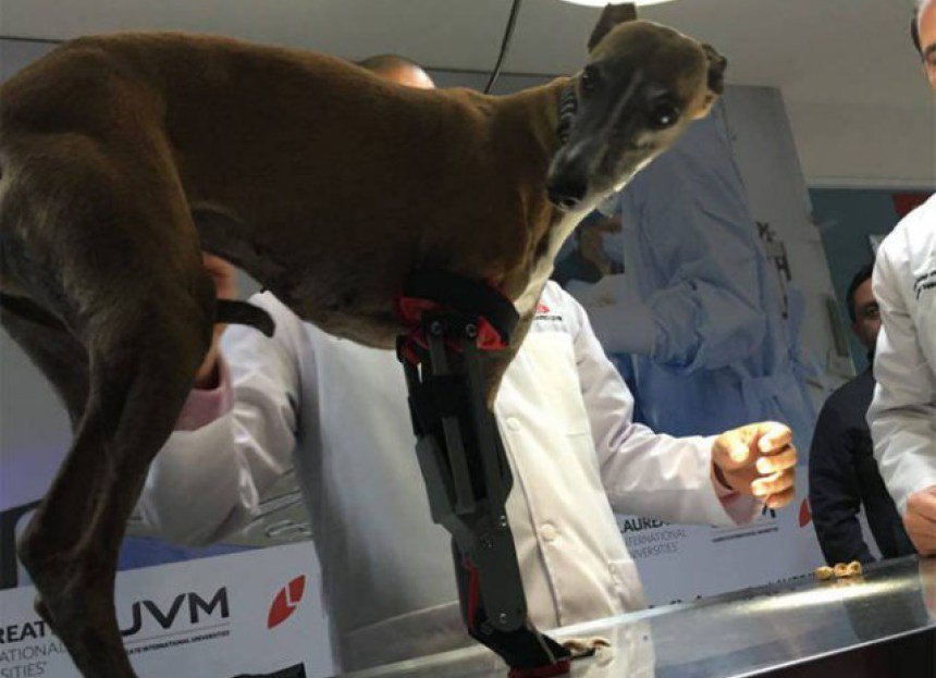 sopitas's tweet photo. Veterinarios mexicanos colocan la primer prótesis para un perro impresa en 3D https://t.co/ER87eYQ63C https://t.co/WKgW12Yrik