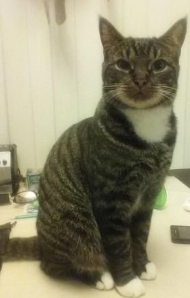 #ZoekSimba RT a.u.b. amivedi.nl/detail/?meldin… Hij is op medicatie. Hulp en red hem a.u.b. #zotermeer #kat #vermist