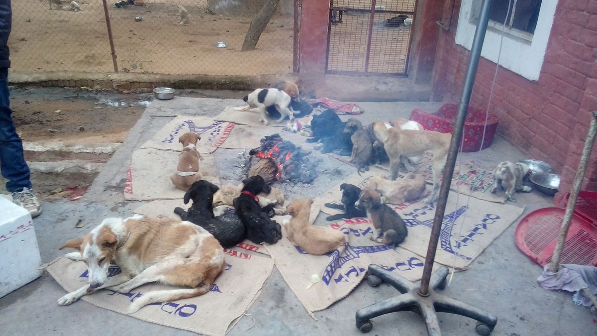 pfagurgaon's tweet photo. Our dogs battling the Delhi winter like pro's! #SquadGoals #AdoptADog #SaveALife #doglovers #AdoptDontShop #canine https://t.co/0HsaNfzIeA