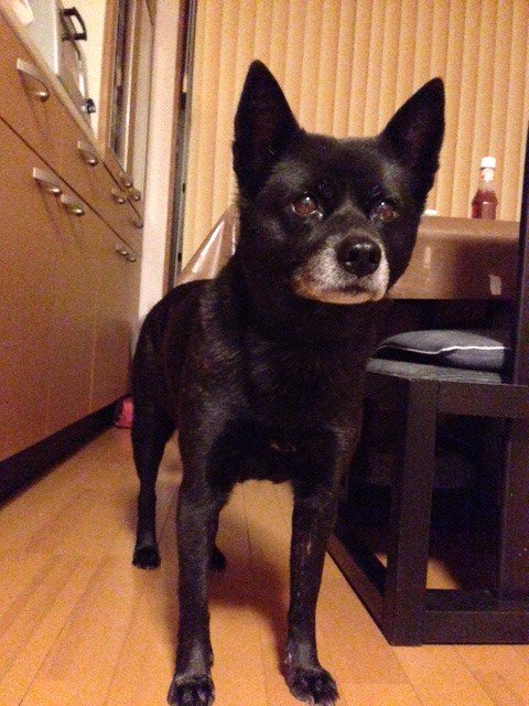 秘密結社黒犬倶楽部のtwitterイラスト検索結果 秘密結社黒犬倶楽部のtwitterイラスト検索結果