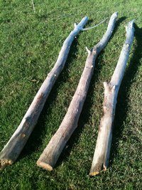 deconature's tweet photo. Une envie de déco ? Nous vous proposons des lots de branches &amp; de racines de bois flotté !  https://t.co/IM3KE4z5mE https://t.co/8Yrvx5v3rL