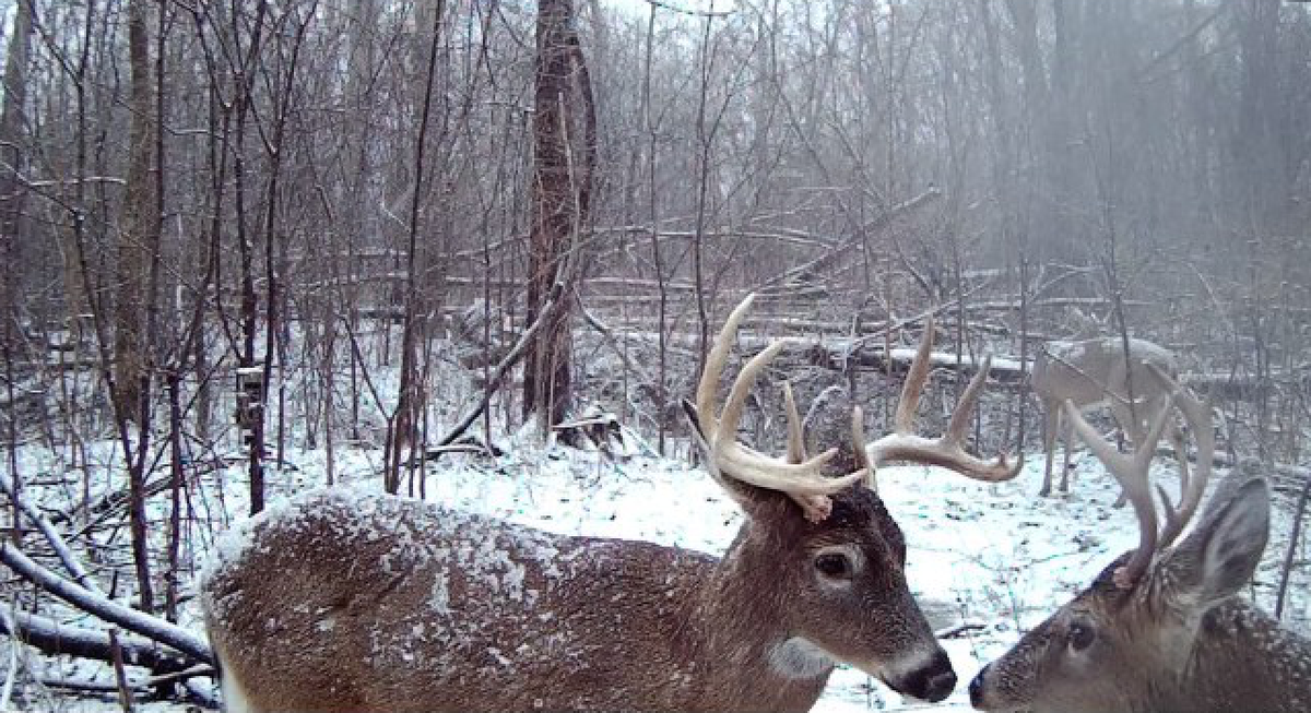 SPORTSMANchnl's tweet photo. Bucks, snow and a little sparring. - David Lloyd. #IamSportsman #TrailCameras #Whitetail https://t.co/Xo414veLuv