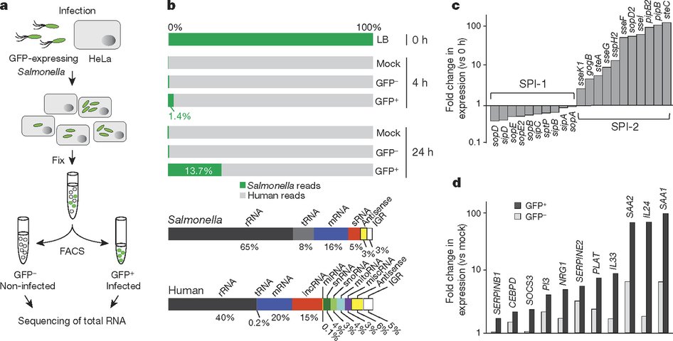 RNASeqBlog's tweet image. Dual #RNAseq unveils #noncodingRNA functions in host-pathogen interactions - go.shr.lc/1Tcw1B5