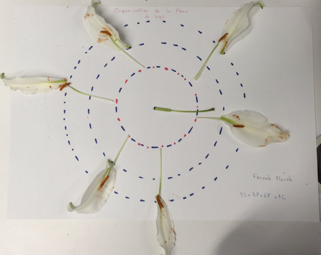 BeaufilsAudrey's tweet photo. Organisation de la fleur de Lys #FloraTS2015 #TSbzzz https://t.co/gShO12r5KX