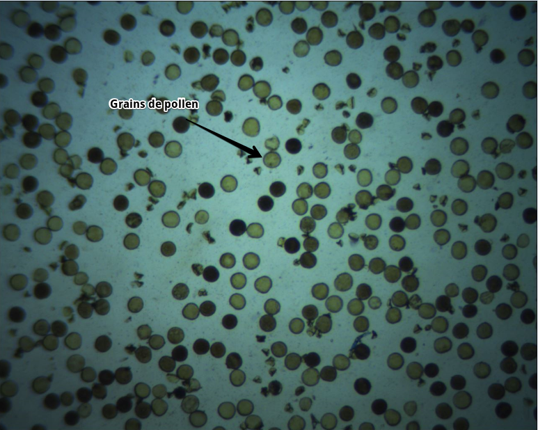alexandra_math's tweet photo. Photographie prise au microscope optique x10 de grains de pollen d'une fleur de tulipe #FloraTS2015 #TSbzzz https://t.co/TqhSpMSvUK