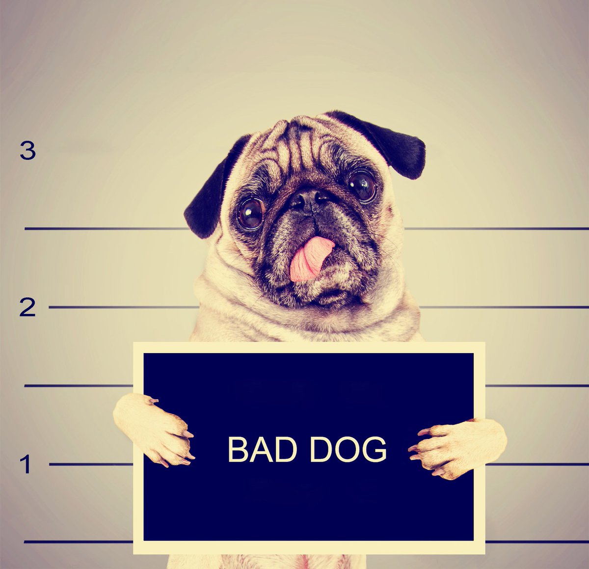bestinvest's tweet image. Don't get dogged down by poor performance. Are your #ISA &amp;amp; #SIPP funds in the kennel? Visit bestinvest.co.uk/spot-the-dog?u…