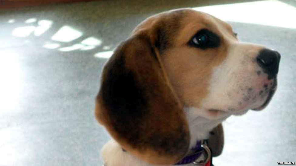 BBCScotlandNews's tweet image. Puppy "twitching and unable to stand" after eating 'legal high' substance on beach
bbc.in/1SBkwnp