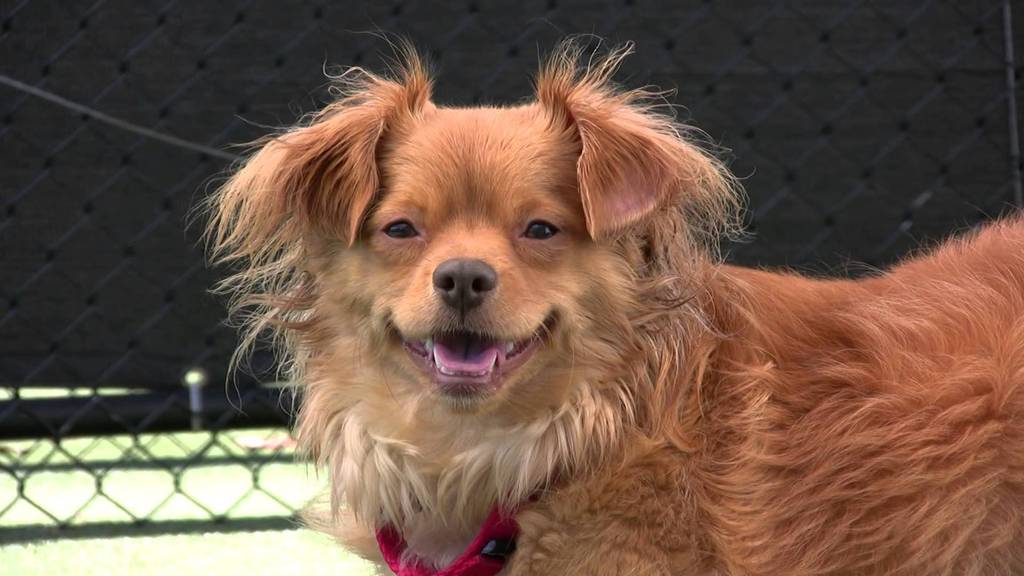 awwdailypics's tweet photo. Shelter dog smiles when you say his name #animalsmiling https://t.co/8MDN1e0soz
