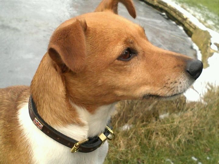 NFUCountryside's tweet photo. Fab @KateNegus dog collar for #FreebieFriday folks - dog not included but how dapper he looks! RT or Follow to enter https://t.co/x1yRb2HIR9