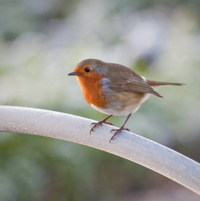 What do you do to encourage birds into your garden? See rhs.org.uk/advice/profile… for our advice!