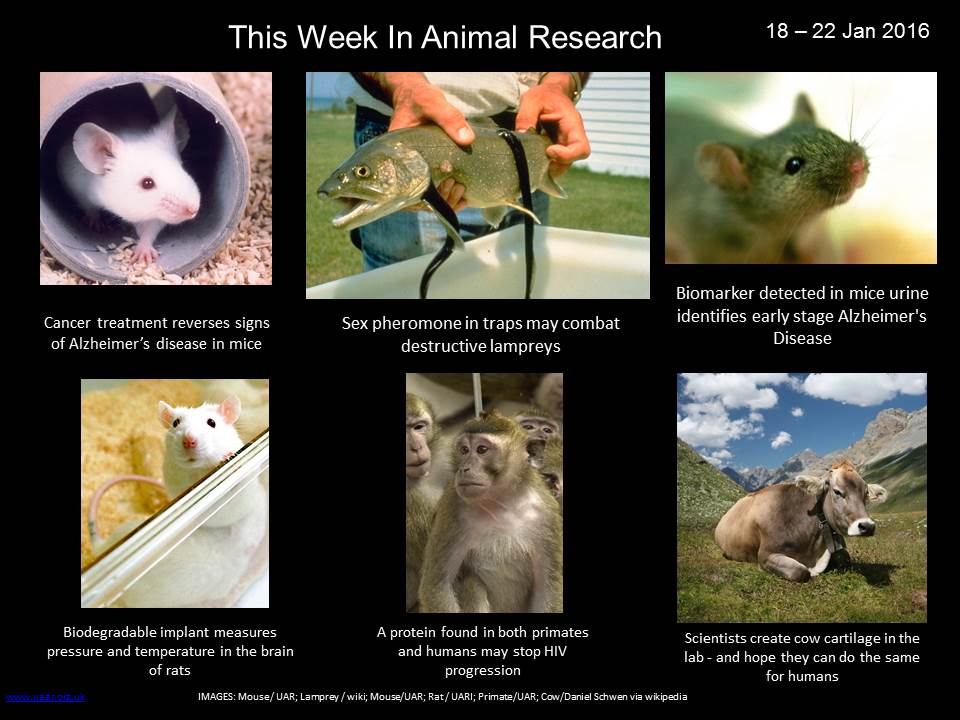 Understanding Animal Research on Twitter: 