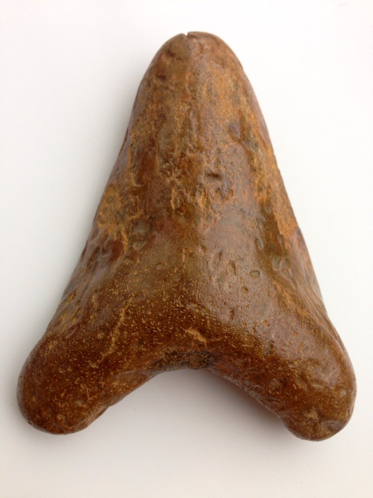 UK Fossils tweet media