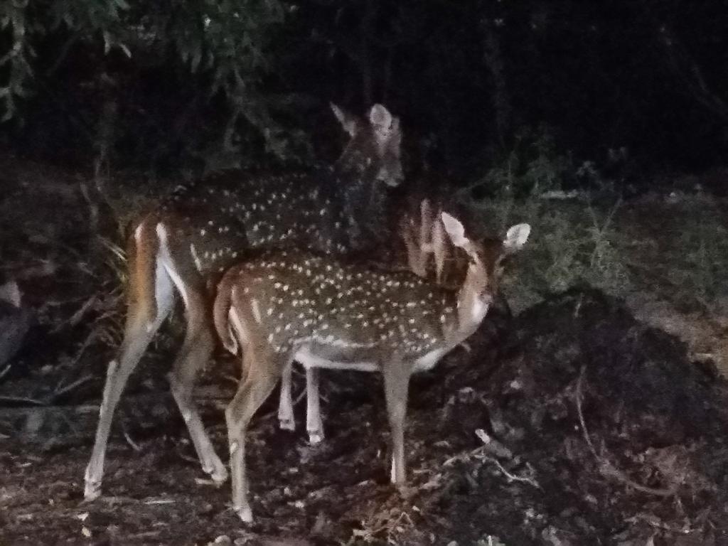 rajdeepdua's tweet image. Deers at @shastraiitm #iitmsfdc #trailhead @SalesforceDevs @kavindrapatel @SfdcKiran @shashforce @SonamRaju14