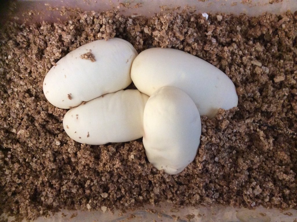 BallPythonMorp1 tweet picture