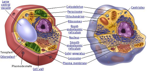 might_mite's tweet photo. Plant and Animal Cells both have me within them. #organellebattleroyale https://t.co/zSlD9Yr7Mj