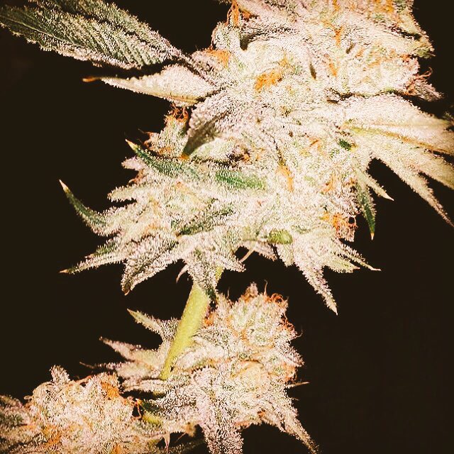 420gobal's tweet photo. https://t.co/iGlLvwQK2N