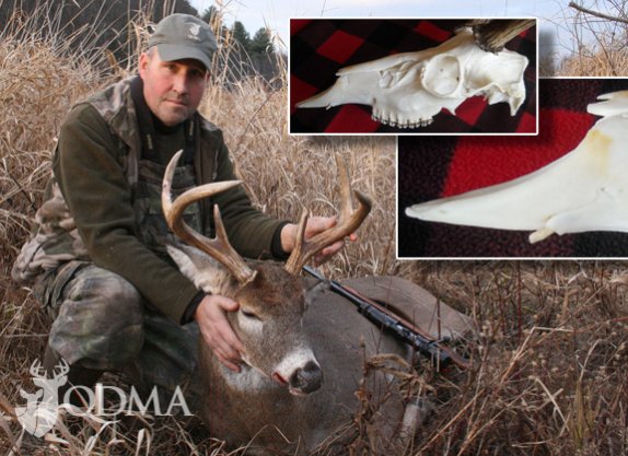 deerassociation's tweet photo. A Rare Trophy - Deer With Upper Canines | QDMA https://t.co/qYgdPzNXko https://t.co/ejwTGgDeBx