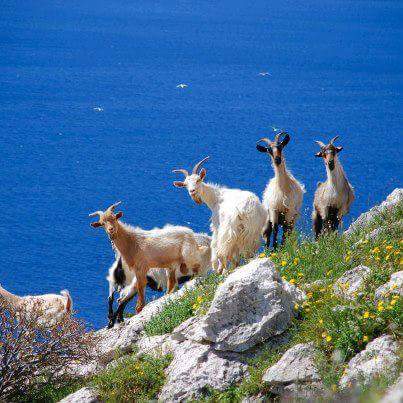 utterlysardinia's tweet image. In #Sardinia! where else? 
Goats Meeting. #Incentivedestination #meetingprofs 
Thanks Bettina Benedetto