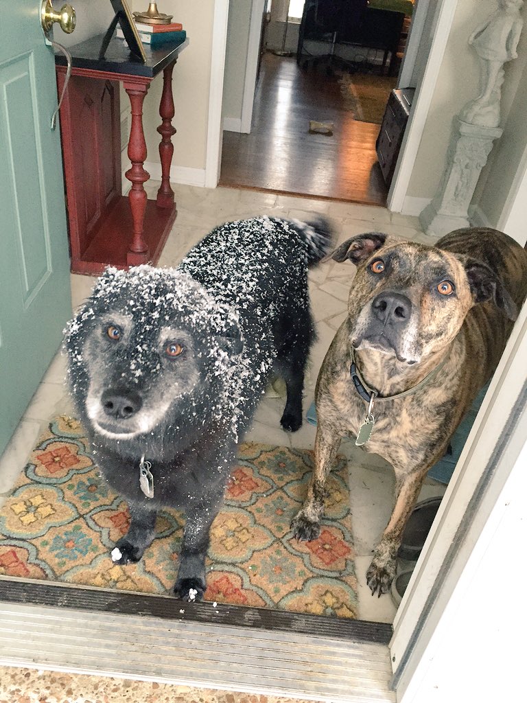 maclellan03's tweet photo. @WSMV Hank and Mia in Brentwood this morning https://t.co/QjBu2t29sq