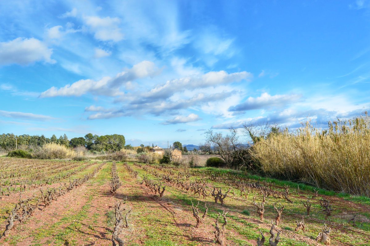otdracenie's tweet photo. #dracenie #taradeau #ThisIsVar cรดtรฉ vignes, le #Var en hiver https://t.co/gYpjobrD7W
#var #provence #tourismepaca https://t.co/Z0U64GtMDn