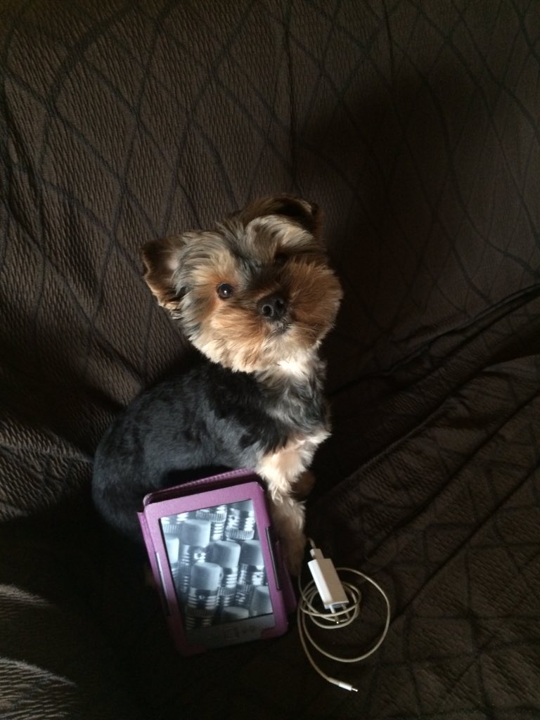 MPeaceAndLof's tweet photo. Cooper, mi libro y el cargador: mis tres imprescindibles!! 😍😍 #zapeando540 https://t.co/otYDlLeJJP