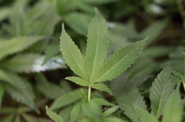 TheWorldLink's tweet photo. Voters to decide if Coos Bay grants licenses to marijuana businesses: https://t.co/zmQbQUeg58 #coosnews #oregonpot https://t.co/3yziWM1Uh2